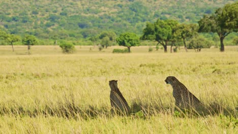 Zwei-Geparden-Liegen-Und-Sitzen-Im-Schatten-Einer-Akazie-Im-Savannengrasland-Der-Masai-Mara,-Afrikanische-Tierwelt-Im-Masai-Mara-Nationalreservat,-Kenia,-Afrikanische-Safaritiere