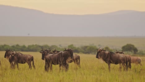 ñus-Pastando-En-El-Paisaje-De-Las-Llanuras-De-Sabana-En-África,-Animales-Salvajes-De-Safari-De-Masai-Mara-En-La-Sabana-De-Pastizales,-Gran-Migración-De-Masai-Mara-A-Serengeti