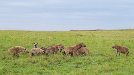 Group-collection-of-Hyenas-surrounding-a-kill-eating-on-scavenged-remains-of-a-kill-in-the-Masai-Mara-North-Conservancy,-African-Wildlife-in-Maasai-Mara-National-Reserve,-Kenya