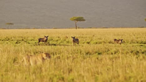 Masai-Mara-Gepard-Jagt-Warzenschweine-Auf-Der-Jagd-In-Afrika,-Afrikanische-Wildtiere-In-Kenia-Auf-Safari-In-Der-Masai-Mara,-Erstaunliches-Tierverhalten-Im-Wunderschönen-Goldenen-Sonnenlicht