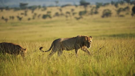 Slow-Motion-Shot-of-Beautiful-lion-prowling-through-the-grassland-in-the-evening-sun-sunset,-African-Wildlife-in-Maasai-Mara-National-Reserve,-Kenya-Big-5,-Africa-tourism-to-see-safari-animals