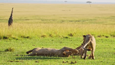 Juguetones-Cachorros-De-León-Juegan,-Energía-Excitada-De-La-Linda-Vida-Silvestre-Africana-En-La-Reserva-Nacional-De-Masai-Mara,-Kenia,-Animales-De-Safari-Africanos-En-La-Conservación-Del-Norte-De-Masai-Mara