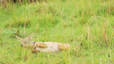 Slow-Motion-Shot-of-Dead-antelope-prey-lying-in-the-grass-of-the-savannah,-circle-of-life,-ecosystem-food-chain-of-African-Wildlife-in-Maasai-Mara,-Kenya,-Africa-Safari-Animals-in-Masai-Mara