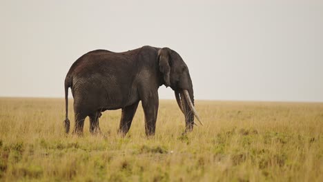 Große-Fünf-Elefanten-Grasen-Auf-Gräsern-In-Den-Savannenebenen-Der-Masai-Mara,-Afrikanische-Tierwelt-Im-üppigen-Masai-Mara-Nationalreservat,-Kenia,-Afrikanische-Safaritiere-Im-Naturschutzgebiet-Masai-Mara-Nord
