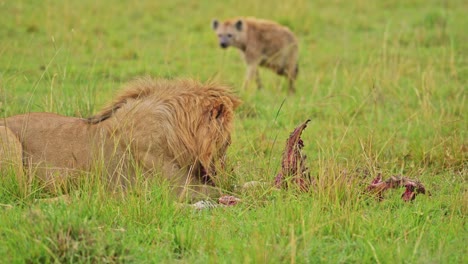 Slow-Motion-Shot-of-African-Wildlife-in-Maasai-Mara-National-Reserve,-Kenya,-Africa-Safari-Animals-in-Masai-Mara-North-Conservancy