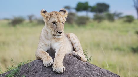 Zeitlupe-Einer-Löwin-In-Der-Masai-Mara,-Kenia,-Löwe-In-Afrika-Auf-Einer-Afrikanischen-Wildtiersafari-In-Der-Masai-Mara,-Nahaufnahme-Von-Löwen,-Die-Sich-Auf-Einem-Termitenhügel-Ausruhen-Und-Sich-Umschauen