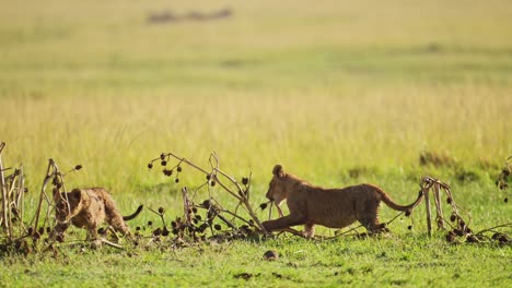 Slow-Motion-Shot-of-Playful-young-lion-cub-playing-with-tree-on-African-masai-mara-savannah-grasslands,-African-Wildlife-in-Maasai-Mara-National-Reserve,-Kenya,-Africa-Safari-Animals-in