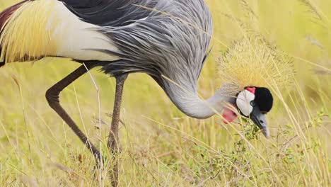 Slow-Motion-Shot-of-Africa-Safari-bird-in-Masai-Mara-North-Conservancy,-Grey-Crowned-Cranes-grazing-in-the-tall-grass-grasslands,-African-Wildlife-in-Maasai-Mara-National-Reserve,-Kenya