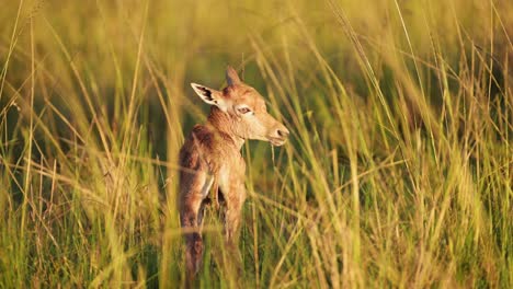 Newborn-Topi-in-tall-grass-close-up-learning-to-walk-taking-first-steps,-beautiful-nature-to-conserve-conservation,-African-Wildlife-in-Maasai-Mara-National-Reserve,-Kenya,-North-Conservancy