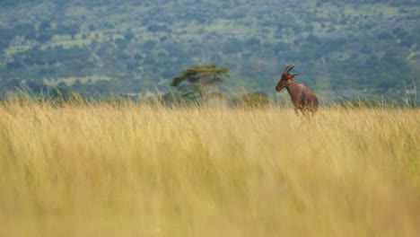 Topi-standing-alone-in-wide-open-plains-of-africa-nature-wilderness,-African-Wildlife-in-Maasai-Mara-National-Reserve,-Kenya,-Africa-Safari-Animals-in-Masai-Mara-North-Conservancy