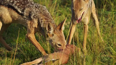 Zeitlupenaufnahme-Von-Zwei-Schakalen,-Die-Im-Hohen-Gras-Beute-Fressen-Und-Beim-Füttern-Von-Antilopen-Nach-Aasfressern-Ausschau-Halten,-Afrikanische-Wildtiere-Im-Masai-Mara-Nationalreservat,-Kenia,-Afrikanische-Safaritiere