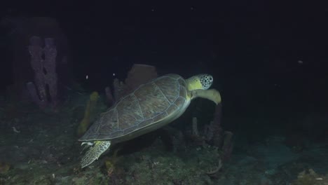 Eine-Grüne-Schildkröte-Schwimmt-Bei-Einem-Nachttauchgang-Von-Der-Kamera-Weg