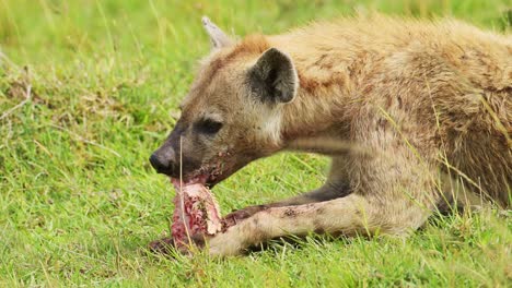 Slow-Motion-Shot-of-Scavenger-Hyena-feeding-on-the-bones-of-animal-prey,-ripping-meat-and-fur-from-carcus-in-close-up-of-African-Wildlife-in-Maasai-Mara-National-Reserve,-Kenya