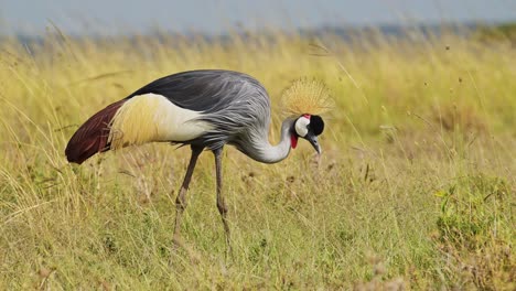 Slow-Motion-Shot-of-Grey-Crowned-Cranes-walking-and-feeding-on-the-grasses-of-the-dry-savannah-savanna-in-grazing-in-Maasai-Mara-National-Reserve,-Kenya,-Africa-Safari-Animals-in-Masai-Mara