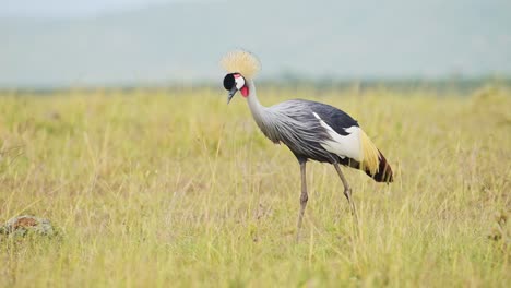 Slow-Motion-Shot-of-Grey-Crowned-Cranes-grazing-in-tall-grasslands-African-Wildlife-birds-in-Maasai-Mara-National-Reserve,-Kenya,-Africa-Safari-Animals-in-Masai-Mara-North-Conservancy