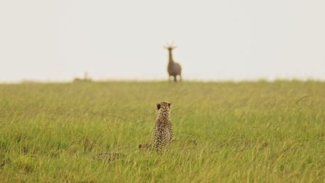 Cheetah-Hunting-Topi-in-the-Rain-on-a-Hunt,-African-Wildlife-Safari-Animals-in-Masai-Mara-when-Raining-in-Rainy-Season-in-Maasai-Mara,-Kenya,-Amazing-Animal-Behaviour,-Big-Cat-Predator-Behavior