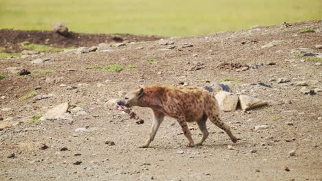 Slow-Motion-Shot-of-Hyena-with-kill-and-prey-walking-on-the-rocky-bank-of-Mara-River,-dry-desolate-background,-African-Wildlife-in-Maasai-Mara,-Kenya,-Africa-Safari-Animals-in-Masai-Mara