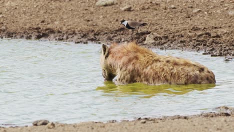 Hiena-Bañándose-En-Un-Pequeño-Estanque,-Revolcándose-Y-Limpiando-Después-De-Cazar,-Vida-Silvestre-Africana-En-La-Reserva-Nacional-Masai-Mara,-Kenia,-Animales-De-Safari-Africanos-En-La-Conservación-Del-Norte-De-Masai-Mara