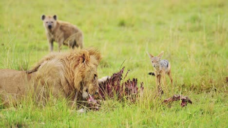 Zeitlupenaufnahme-Eines-Männlichen-Löwen,-Der-Sich-Von-Einer-Beute-Ernährt,-Während-Andere-Tiere-Zu-Stehlen-Versuchen,-Afrikanische-Wildtiere-Im-Masai-Mara-Nationalreservat,-Kenia,-Afrika-Safaritiere-In-Der-Masai-Mara