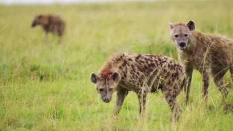 Excited-Hyenas-surrounding-remains-of-a-carcus,-group-working-together-to-feed-on-kill,-African-Wildlife-in-Maasai-Mara-National-Reserve,-Masai-Mara-North-Conservancy