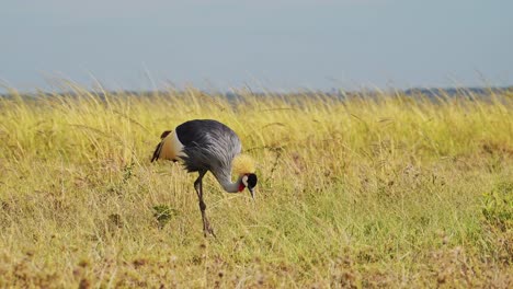 Slow-Motion-Shot-of-Grey-Crowned-Crane-eating-and-grazing-across-the-empty-windy-plains-of-the-Maasai-Mara-National-Reserve,-Kenya,-Africa-Safari-Birds-in-Masai-Mara-North-Conservancy