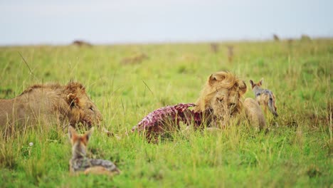 Slow-Motion-Shot-of-Two-male-lions-feeding-on-a-fresh-kill-showing-powerful-dominance,-African-Wildlife-in-Maasai-Mara-National-Reserve,-Kenya,-Africa-Safari-Animals-in-Masai-Mara-North-Conservancy
