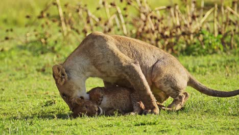 Playful-young-lion-cubs-play,-excited-energy-of-cute-African-Wildlife-in-Maasai-Mara-National-Reserve,-Kenya,-Africa-Safari-Animals-in-Masai-Mara-North-Conservancy
