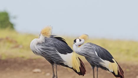 Slow-Motion-Shot-of-Grey-Crowned-Cranes-on-Mara-river-bank-grazing-with-colourful-plumage-gracefully-in-the-grasslands,-African-Wildlife-in-Maasai-Mara,-Kenya,-Africa-Safari-Animals-in-Masai-Mara