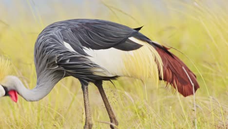Slow-Motion-Shot-of-Close-up-detail-shot-of-a-Grey-Crowned-Crane-feeding-and-grazing-in-the-tall-grass-of-the-Maasai-Mara-National-Reserve,-Kenya,-Africa-Safari-Animals-in-Masai-Mara