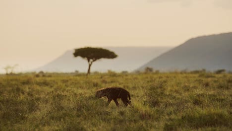Toma-En-Cámara-Lenta-De-Una-Hiena-Caminando-Por-Las-Llanuras-De-Kenia-Con-Un-árbol-De-Acacia-En-El-Fondo,-Hermosa-Composición-De-La-Vida-Silvestre-Africana-En-La-Reserva-Nacional-De-Masai-Mara,-Kenia,-Animales-De-Safari-En-África