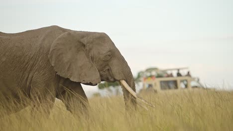 Slow-Motion-Shot-of-Elephant-walking-with-4x4-jeep-safari-vehicle-in-background-with-tourists-safari-tourism-African-Wildlife-in-Maasai-Mara-National-Reserve,-Kenya,-Africa-Animals