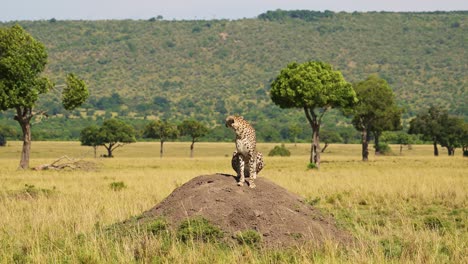 Cheetah-on-Termite-Mound-Hunting-and-Looking-Around-For-Prey-on-a-Lookout-in-Africa,-African-Wildlife-Safari-Animals-in-Masai-Mara,-Kenya-in-Maasai-Mara-North,-Beautiful-Portrait-in-Savanna-Landscape