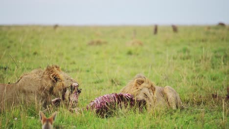 Zeitlupe-Von-Zwei-Männlichen-Löwen,-Die-Die-Tötung-Eines-Toten-Zebras-Fressen,-Kenia-Wildtiersafaritiere-In-Kenia,-Afrika-In-Der-Masai-Mara,-Erstaunliche-Naturbeobachtungsbegegnung-Des-Tierverhaltens-Im-Gras