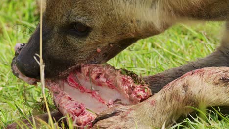 Zeitlupenaufnahme-Einer-Detaillierten-Nahaufnahme-Einer-Hyäne,-Die-Sich-Von-Knochen-Von-Überresten-Ernährt,-Unordentliches,-Blutiges-Maul-Eines-Raubtiers,-Das-Im-Maasai-Mara-National-Reserve,-Kenia,-Afrika-Safaritiere-Nach-Nahrung-Sucht