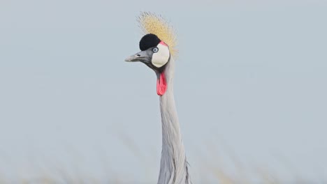 Slow-Motion-Shot-of-Portrait-of-Grey-Crowned-Crane-head-looking-and-watching-over-African-landscape-in-Maasai-Mara-National-Reserve,-Kenya,-Africa-Safari-Animals-in-Masai-Mara-North-Conservancy