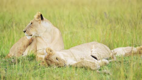 Zeitlupe-Des-Löwenstolzes-Im-Langen-Savannengras,-Afrikanisches-Wildtiersafaritier-Im-Masai-Mara-Nationalreservat-In-Kenia,-Afrika,-Porträt-Zweier-Weiblicher-Löwin-Aus-Nächster-Nähe-Im-Savannengräser