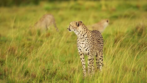 African-Wildlife-in-danger-in-Maasai-Mara-National-Reserve,-endangered-animal,-need-of-protection-and-conservation-in-Kenya,-Africa-Safari-Animals-in-Masai-Mara