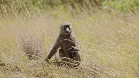 Slow-Motion-Shot-of-Baboon-sitting-among-tall-grass-in-the-dry-empty-savannah,-Conservation-of-African-Wildlife-in-Maasai-Mara-National-Reserve,-protection-against-deforestation-in-Kenya