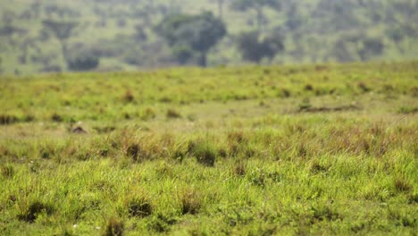 Hiena-Animal-Africana-Caminando-Por-La-Sabana,-Vida-Silvestre-Africana-En-La-Reserva-Nacional-Masai-Mara,-Kenia,-Animales-De-Safari-Africanos-En-La-Conservación-Del-Norte-De-Masai-Mara