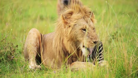 León-Macho-Comiendo-Una-Matanza-De-Una-Cebra-Muerta,-Animales-Africanos-De-Safari-Salvaje-En-África-En-Masai-Mara,-Kenia-Con-Chacales-Observando-Y-Esperando-Para-Comer,-Increíble-Encuentro-Con-Avistamientos-De-Naturaleza