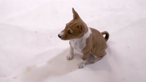 Admire-the-adorable-Basenji-puppy-as-it-sits-on-a-pristine-white-floor,-exuding-charm-and-innocence-in-this-captivating-stock-footage