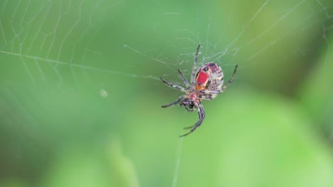 Closeup-of-an-Alpaida-versicolor-orb-weaver-spider-eating-a-prey-at-her-web
