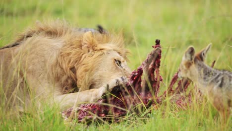 Slow-Motion-of-Male-Lion-Eating-a-Kill-of-a-Dead-Zebra-Carcass,-African-Wildlife-Safari-Animals-in-Africa-in-Maasai-Mara,-Kenya-with-Jackal-Watching-and-Waiting-to-Eat,-Amazing-Animal-Behaviour