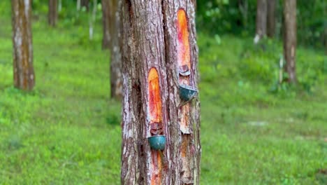 Small-container-on-the-pine-tree-trunk-for-tap-the-sap