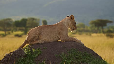 Slow-Motion-of-Lion-in-Africa,-Lioness-on-African-Wildlife-Safari-Sitting-on-Termite-Mound-Looking-Around-in-Masai-Mara-National-Reserve,-Kenya-in-Maasai-Mara-National-Park,-Close-Up