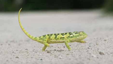 Closeup-Of-Flap-necked-Chameleon-Walking-By-Moving-Backwards-and-Forwards