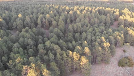 Drone-shot-flying-sideways-over-the-treetops-of-a-coniferous-forest