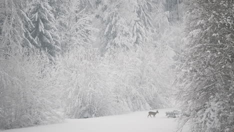 Deer-runs-across-snowy-meadow,-Frozen-prairie-surrounded-by-tall-trees,-Peaceful-winter-forest