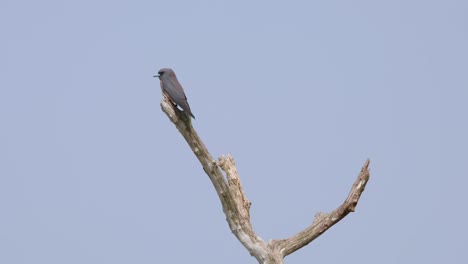 Seen-from-its-back-while-on-top-of-a-bare-branch-looking-for-its-prey-to-catch,-Ashy-Woodswallow-Artamus-fuscus,-Thailand