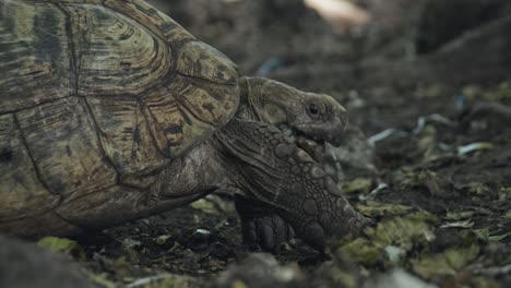 Cute-close-up-of-wild-turtle-actively-chewing-dry-leaf-using-its-paws-to-help-in-a-mossy-and-dirt-environment